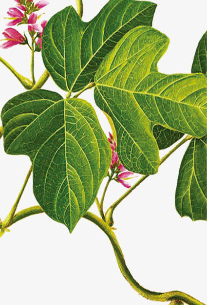 中药葛根免抠