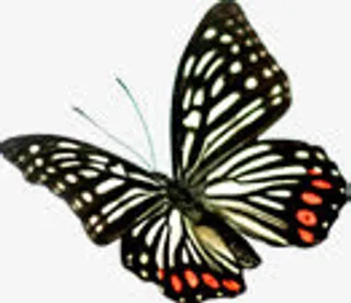 高清摄影夏日蝴蝶免抠