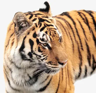 老虎的侧面免抠