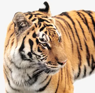 老虎的侧面免抠