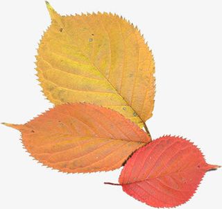 三片大小不一的枫叶免抠