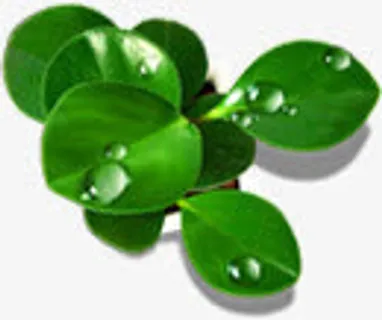 春天高清绿叶水滴免抠