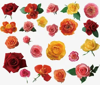 各种鲜花png素材图片免抠