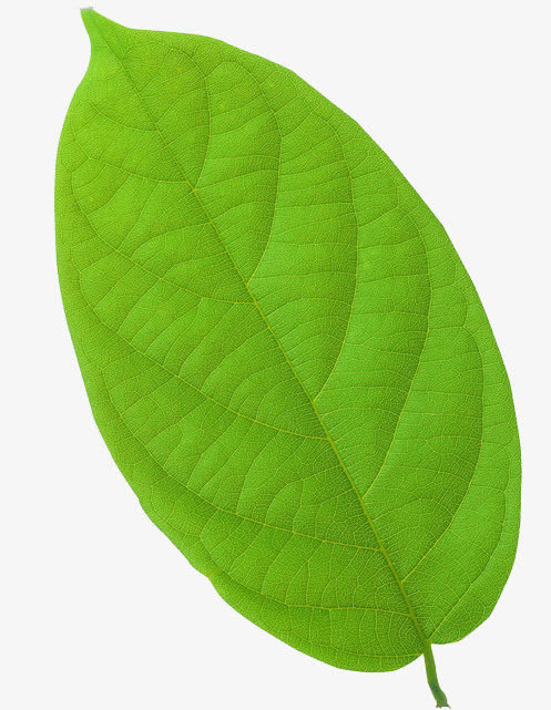树叶免抠