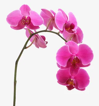 粉色胡姬下载免抠