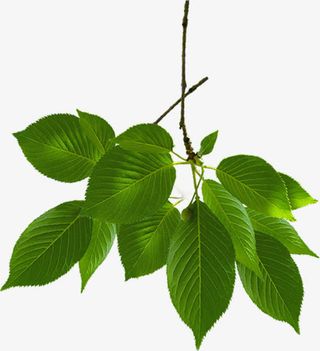 绿色清新树枝高清免抠
