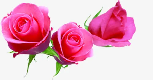 粉色花朵装饰免抠