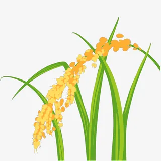 小清新手绘稻米图案PPT素材免抠