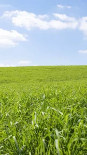 蓝天白云草原绿草清新H5背景高清