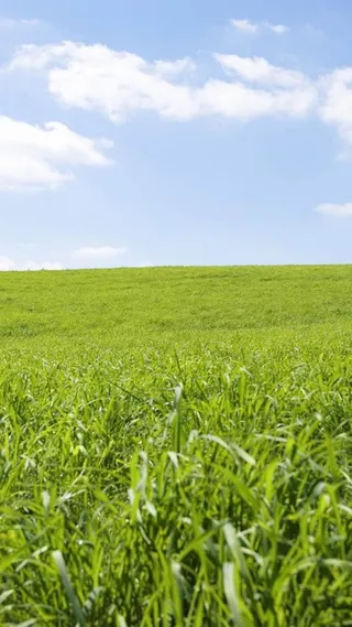 蓝天白云草原绿草清新H5背景高清