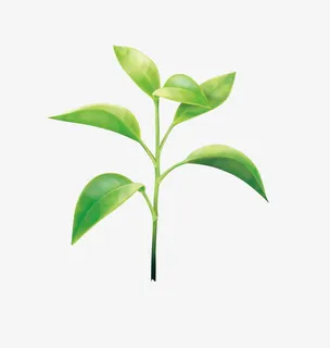 一棵绿色树苗免抠