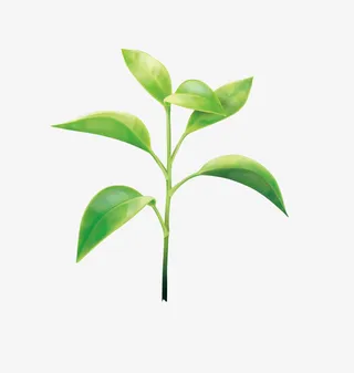 一棵绿色树苗免抠