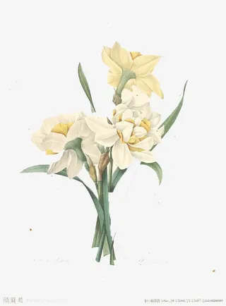 绽放的美丽风信子免抠