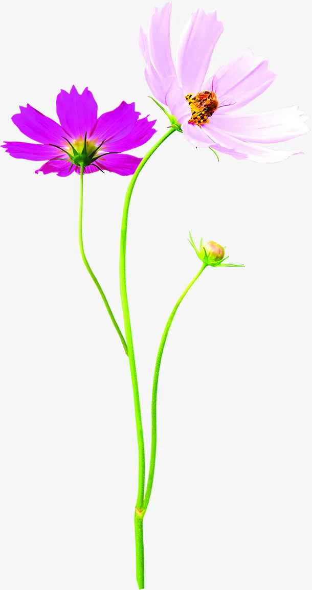 紫色春天手绘花朵免抠