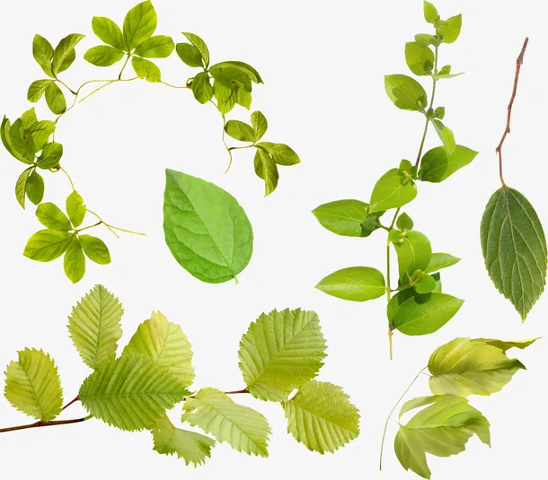 植物组图免抠