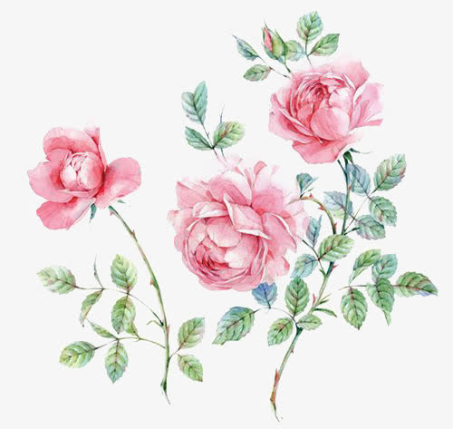 粉色花朵免抠