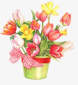 手绘一盆郁金香免抠