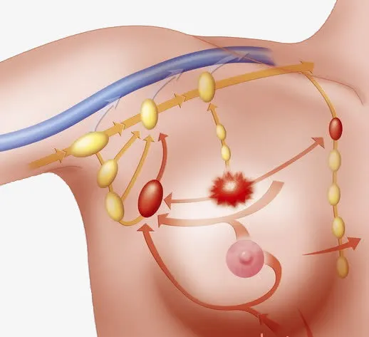 女性乳房血液循环内部图免抠