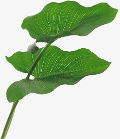 植物绿色荷叶效果免抠