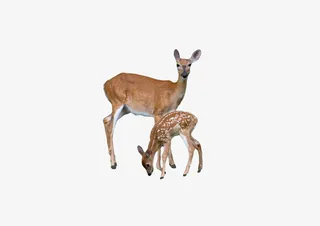 林间的两头鹿免抠