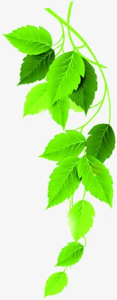 卡通绿叶树枝免抠