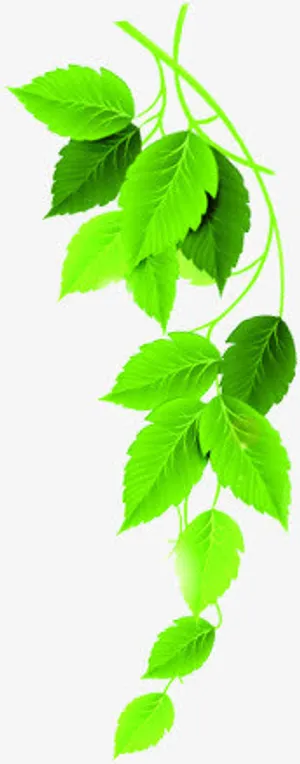 卡通绿叶树枝免抠