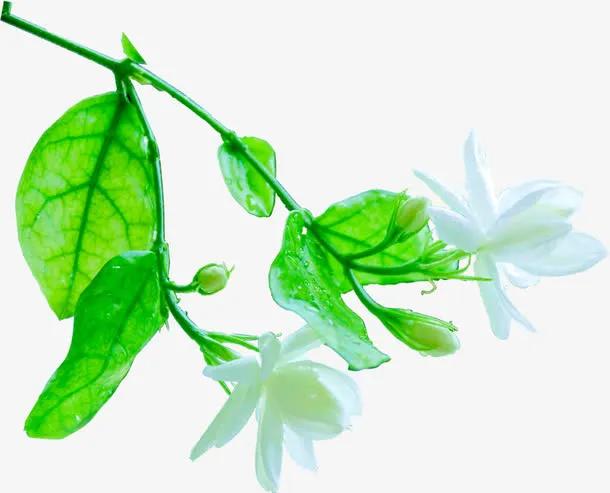 春天清新白色花朵免抠