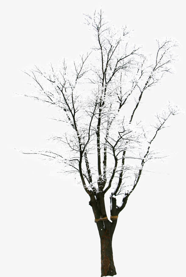 高清摄影雪景树木树枝免抠