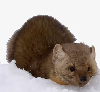 水貂是夏天更喜欢嬉水免抠