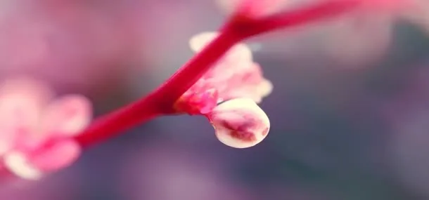 唯美免抠