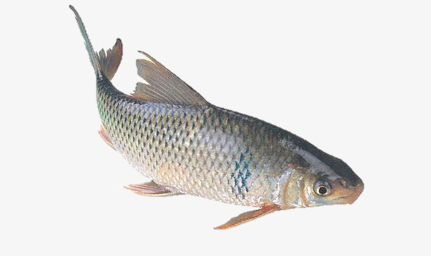 新鲜的鲤鱼实物图免抠