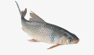 新鲜的鲤鱼实物图免抠