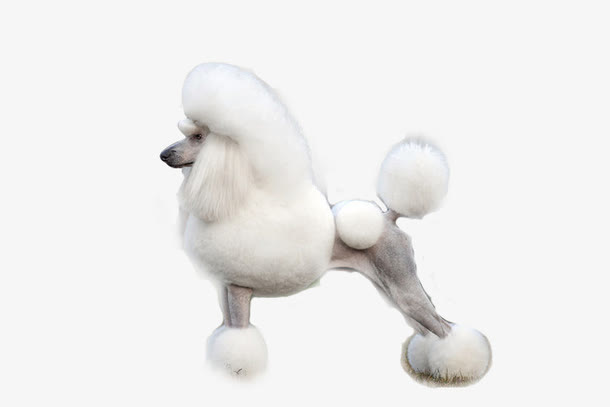 贵宾免抠