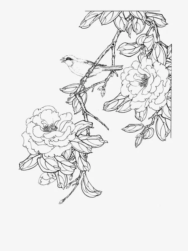 茶花免抠