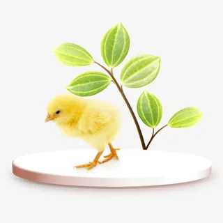 嫩黄色小鸡免抠素材免抠