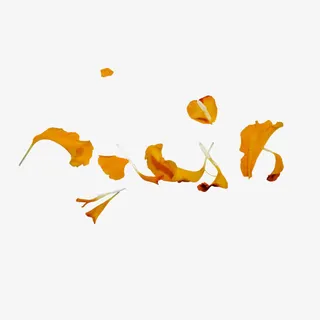 漂浮素材装饰树叶免抠