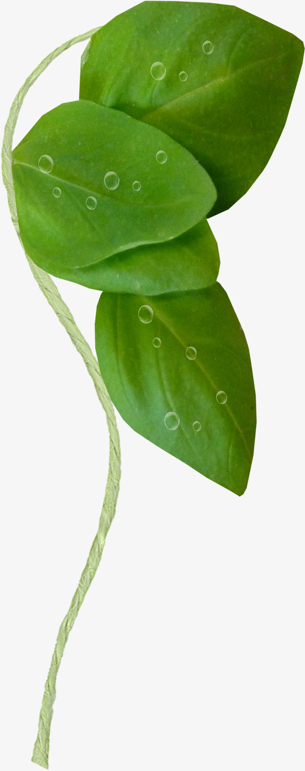 枝叶水珠免抠