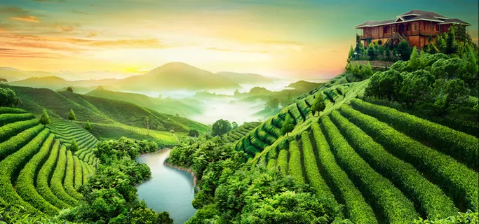 绿色茶田背景免费下载高清