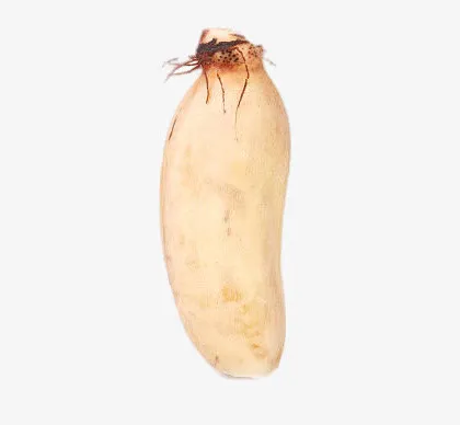 新鲜莲藕免抠