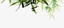 绿色树枝树叶长条形叶子免抠