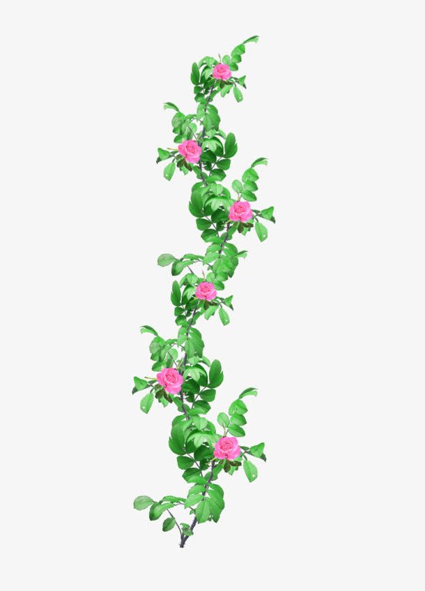 红花绿叶png素材免抠