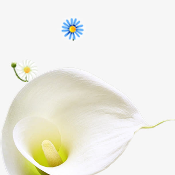 兰花花瓣免抠