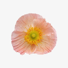 花朵免抠
