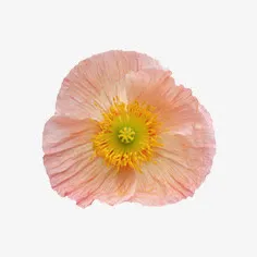 花朵免抠