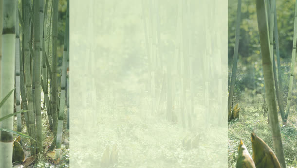 绿色竹林固定背景