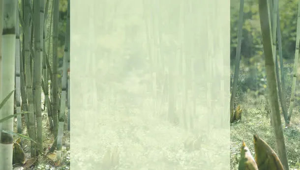 绿色竹林固定背景