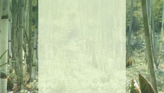 绿色竹林固定背景