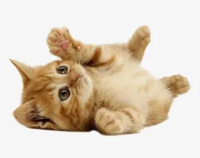可爱猫咪免抠 可爱猫咪免抠