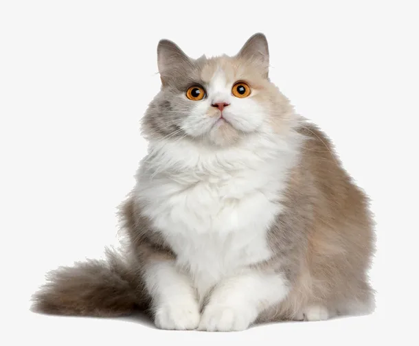 卡通坐着的猫咪png免抠