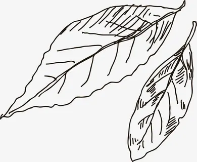 手绘的火锅食物香料免抠